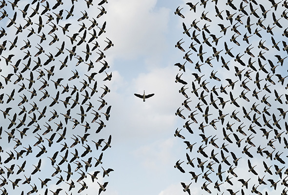 Birds Flying
